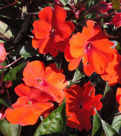 New Guinea Impatiens SunPatiens® Compact Orange
